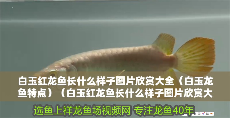 白玉紅龍魚長什么樣子圖片欣賞大全（白玉龍魚特點）（白玉紅龍魚長什么樣子圖片欣賞大全） 白玉紅龍魚長什么樣子圖片欣賞大全（白玉龍魚特點）（白玉紅龍魚長什么樣子圖片欣賞大全） 觀賞魚百科