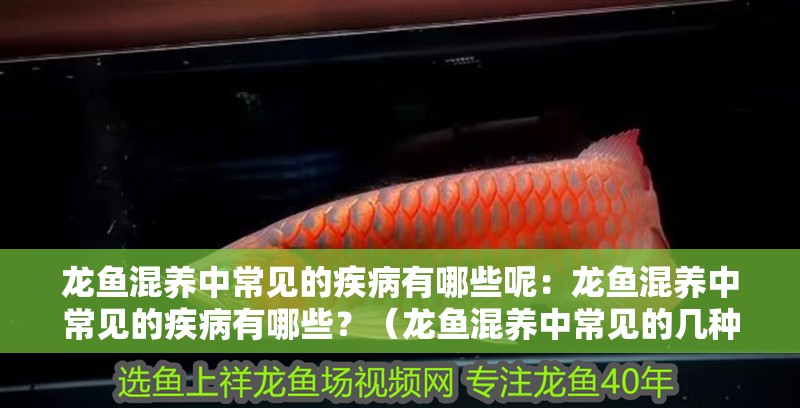 龍魚混養中常見的疾病有哪些呢：龍魚混養中常見的疾病有哪些？（龍魚混養中常見的幾種疾病）