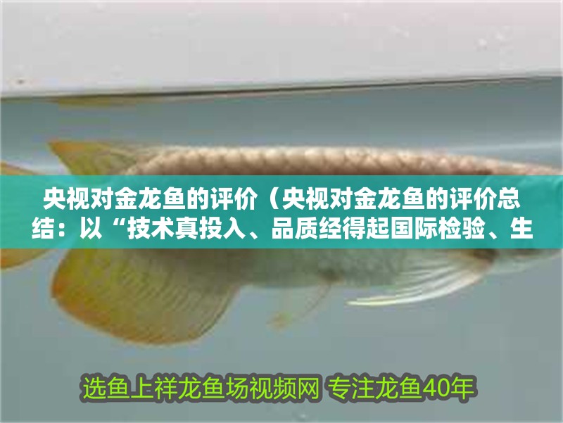 央視對金龍魚的評價（央視對金龍魚的評價總結：以“技術真投入、品質經得起國際檢驗、生產過程敢透明”為核心優勢） 央視對金龍魚的評價（央視對金龍魚的評價總結：以“技術真投入、品質經得起國際檢驗、生產過程敢透明”為核心優勢） 觀賞魚百科