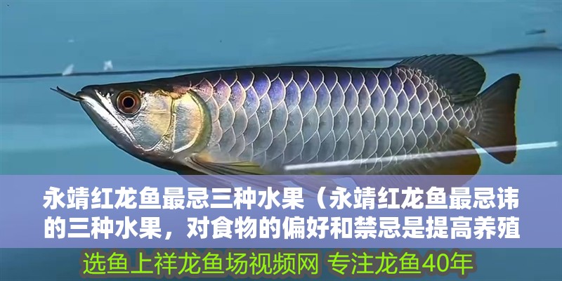 我的虎魚真菌感染了要怎么處理 永靖紅龍魚最忌三種水果(永靖紅龍魚最忌諱的三種水果,對食物的偏好和禁忌是提高養(yǎng)殖成功率的關(guān)鍵) 觀賞魚百科 永靖紅龍魚最忌三種水果(永靖紅龍魚最忌諱的三種水果,對食物的偏好和禁忌是提高養(yǎng)殖成功率的關(guān)鍵) 永靖紅龍魚最忌三種水果(永靖紅龍魚最忌諱的三種水果,對食物的偏好和禁忌是提高養(yǎng)殖成功率的關(guān)鍵) 觀賞魚百科