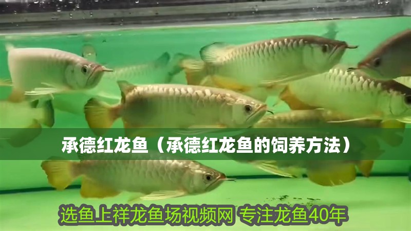 承德紅龍魚(yú)（承德紅龍魚(yú)的飼養(yǎng)方法）