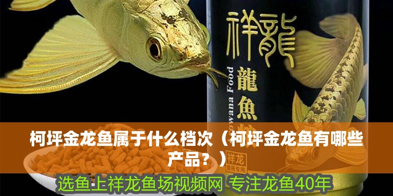 鸚鵡魚和銀龍魚混養怎樣喂食 柯坪金龍魚屬于什么檔次(柯坪金龍魚有哪些產品?) 觀賞魚百科 柯坪金龍魚屬于什么檔次(柯坪金龍魚有哪些產品?) 柯坪金龍魚屬于什么檔次(柯坪金龍魚有哪些產品?) 觀賞魚百科