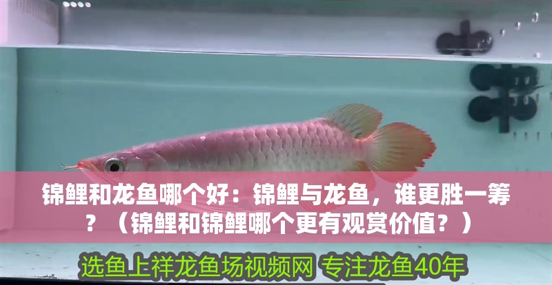 錦鯉和龍魚哪個好：錦鯉與龍魚，誰更勝一籌？（錦鯉和錦鯉哪個更有觀賞價值？）