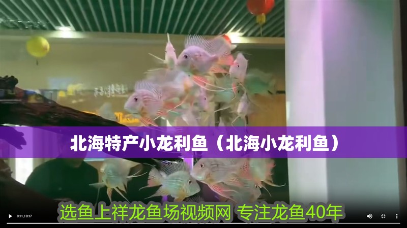 北海特產小龍利魚（北海小龍利魚） 北海特產小龍利魚（北海小龍利魚） 觀賞魚百科