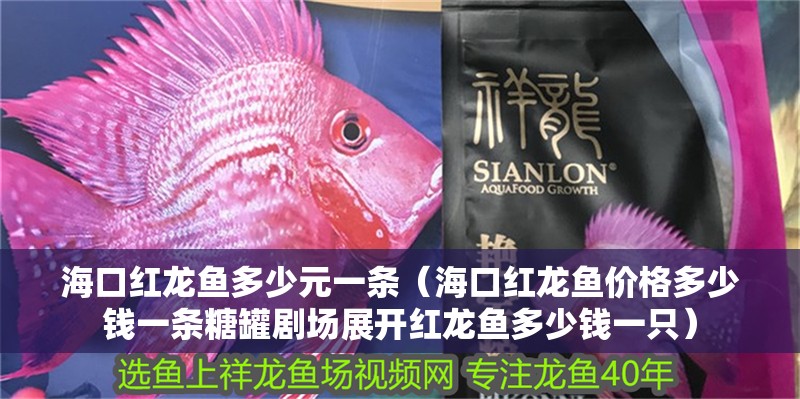 ?？诩t龍魚多少元一條（?？诩t龍魚價格多少錢一條糖罐劇場展開紅龍魚多少錢一只） ?？诩t龍魚多少元一條（海口紅龍魚價格多少錢一條糖罐劇場展開紅龍魚多少錢一只） 觀賞魚百科