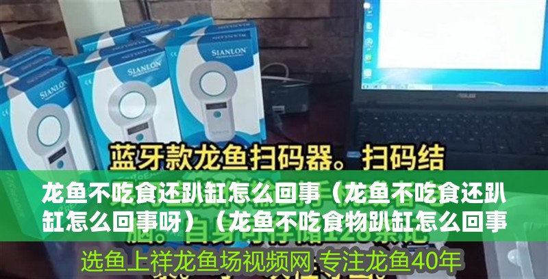 龍魚不吃食還趴缸怎么回事（龍魚不吃食還趴缸怎么回事呀）（龍魚不吃食物趴缸怎么回事）