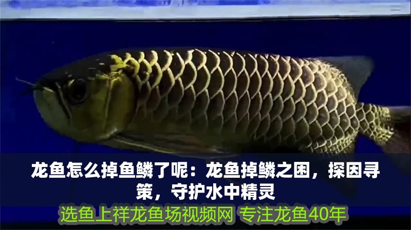 龍魚怎么掉魚鱗了呢：龍魚掉鱗之困，探因尋策，守護水中精靈