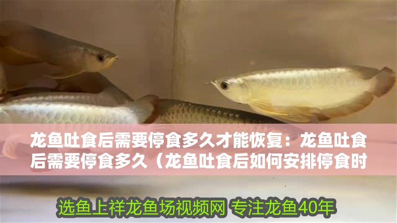 龍魚吐食后需要停食多久才能恢復(fù)：龍魚吐食后需要停食多久（龍魚吐食后如何安排停食時(shí)間）