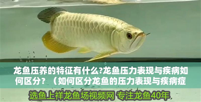 龍魚壓養(yǎng)的特征有什么?龍魚壓力表現(xiàn)與疾病如何區(qū)分？（如何區(qū)分龍魚的壓力表現(xiàn)與疾病癥狀） 龍魚壓養(yǎng)的特征有什么?龍魚壓力表現(xiàn)與疾病如何區(qū)分？（如何區(qū)分龍魚的壓力表現(xiàn)與疾病癥狀） 水族問答