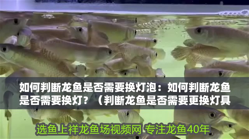 如何判斷龍魚是否需要換燈泡：如何判斷龍魚是否需要換燈？（判斷龍魚是否需要更換燈具，龍魚是否需要更換燈具）