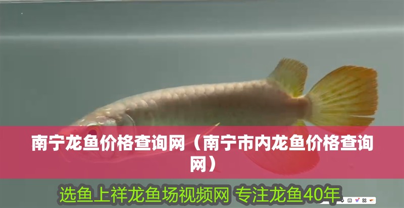 南寧龍魚價格查詢網（南寧市內龍魚價格查詢網） 南寧龍魚價格查詢網（南寧市內龍魚價格查詢網） 觀賞魚百科