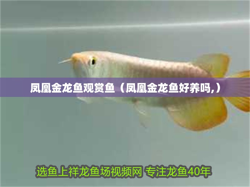 鳳凰金龍魚觀賞魚（鳳凰金龍魚好養嗎,）