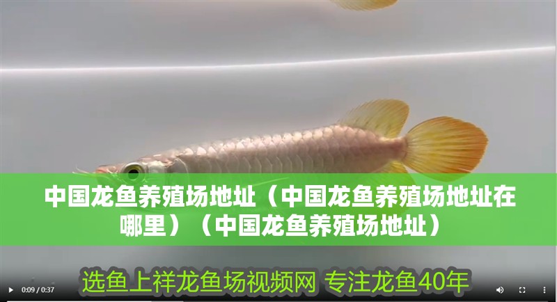 魚缸過濾器選購指南:自制魚缸過濾器魚缸上置過濾器對于養魚愛好者的必備知識 中國龍魚養殖場地址(中國龍魚養殖場地址在哪里)(中國龍魚養殖場地址) 觀賞魚百科 中國龍魚養殖場地址(中國龍魚養殖場地址在哪里)(中國龍魚養殖場地址) 中國龍魚養殖場地址(中國龍魚養殖場地址在哪里)(中國龍魚養殖場地址) 觀賞魚百科