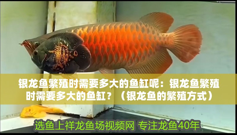 鸚鵡魚和銀龍魚混養怎樣喂食 銀龍魚繁殖時需要多大的魚缸呢:銀龍魚繁殖時需要多大的魚缸?(銀龍魚的繁殖方式) 水族問答 銀龍魚繁殖時需要多大的魚缸呢:銀龍魚繁殖時需要多大的魚缸?(銀龍魚的繁殖方式) 銀龍魚繁殖時需要多大的魚缸呢:銀龍魚繁殖時需要多大的魚缸?(銀龍魚的繁殖方式) 水族問答