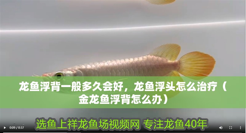 龍魚浮背一般多久會好，龍魚浮頭怎么治療（金龍魚浮背怎么辦） 龍魚浮背一般多久會好，龍魚浮頭怎么治療（金龍魚浮背怎么辦） 觀賞魚百科