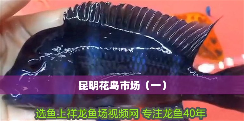 昆明花鳥市場（一）