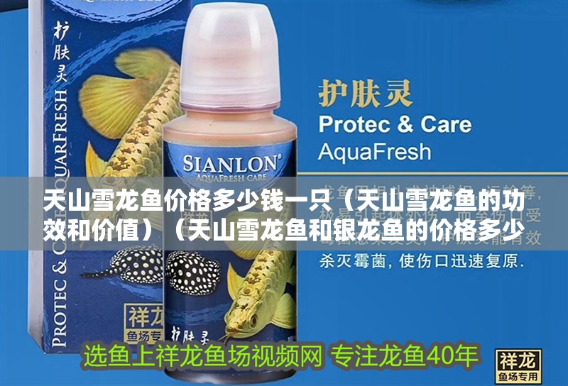天山雪龍魚價格多少錢一只（天山雪龍魚的功效和價值）（天山雪龍魚和銀龍魚的價格多少錢一只，雪龍魚和銀龍魚的區(qū)別）