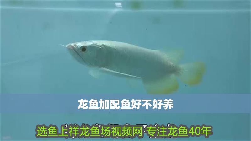 龍魚加配魚好不好養(yǎng)
