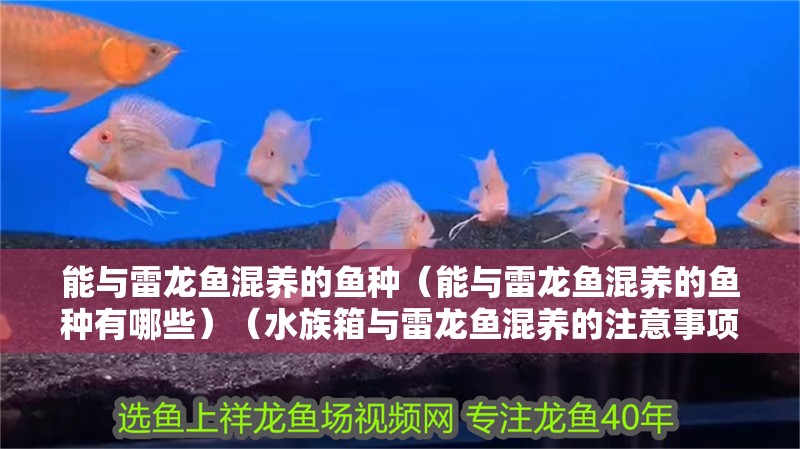 能與雷龍魚(yú)混養(yǎng)的魚(yú)種（能與雷龍魚(yú)混養(yǎng)的魚(yú)種有哪些）（水族箱與雷龍魚(yú)混養(yǎng)的注意事項(xiàng)）