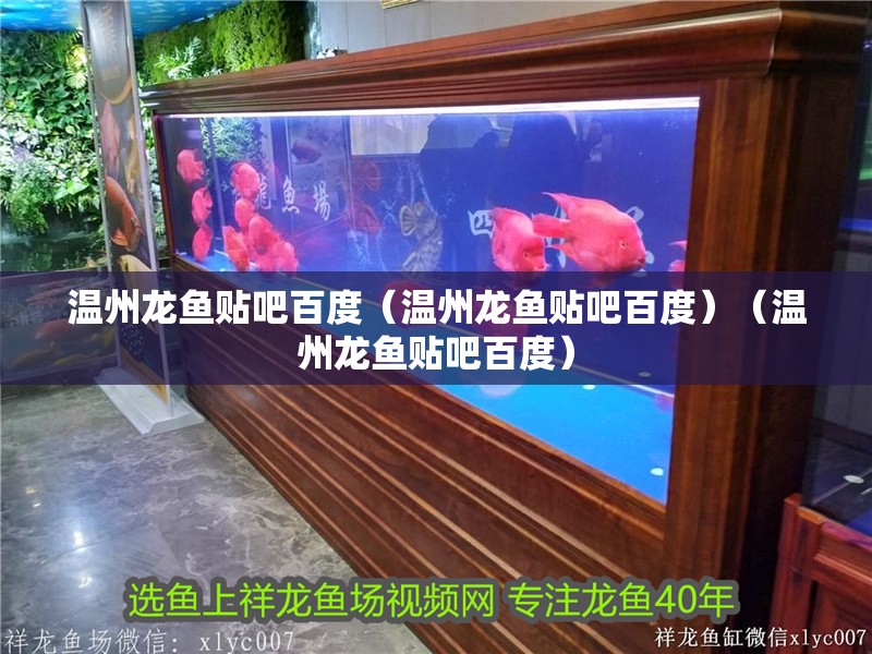 溫州龍魚貼吧百度（溫州龍魚貼吧百度）（溫州龍魚貼吧百度） 溫州龍魚貼吧百度（溫州龍魚貼吧百度）（溫州龍魚貼吧百度） 觀賞魚百科