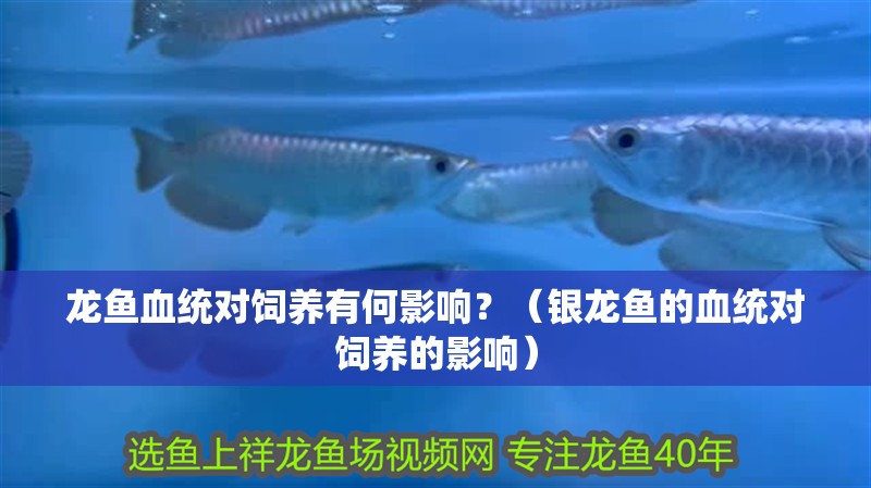 龍魚血統對飼養有何影響？（銀龍魚的血統對飼養的影響）