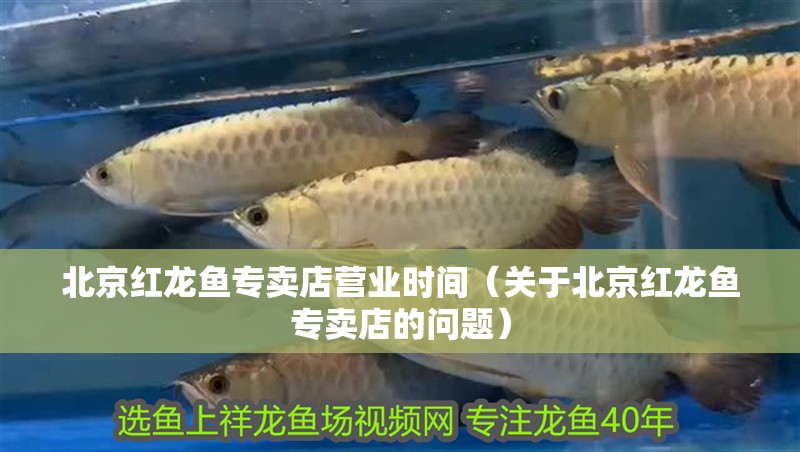 北京紅龍魚專賣店營業時間（關于北京紅龍魚專賣店的問題） 北京紅龍魚專賣店營業時間（關于北京紅龍魚專賣店的問題） 觀賞魚百科