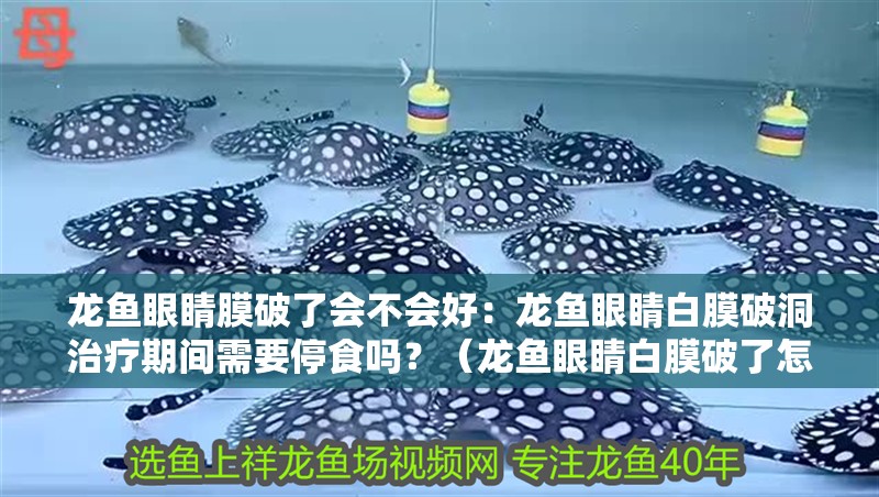 龍魚眼睛膜破了會不會好：龍魚眼睛白膜破洞治療期間需要停食嗎？（龍魚眼睛白膜破了怎么辦） 龍魚眼睛膜破了會不會好：龍魚眼睛白膜破洞治療期間需要停食嗎？（龍魚眼睛白膜破了怎么辦） 水族問答
