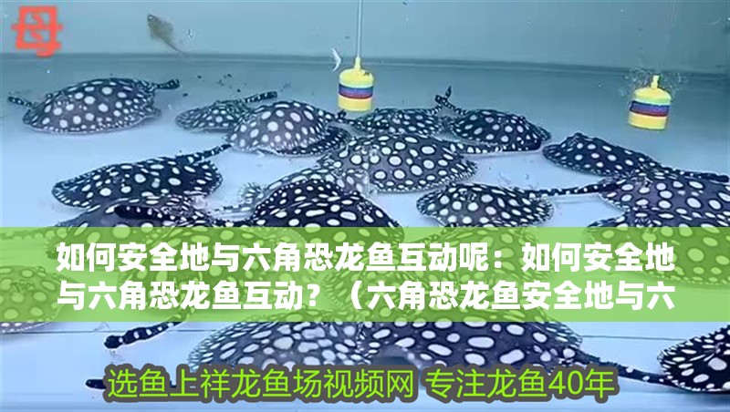 如何安全地與六角恐龍魚互動呢：如何安全地與六角恐龍魚互動？（六角恐龍魚安全地與六角恐龍魚互動至關(guān)重要的建議）