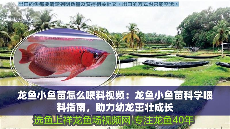 龍魚小魚苗怎么喂料視頻：龍魚小魚苗科學喂料指南，助力幼龍茁壯成長