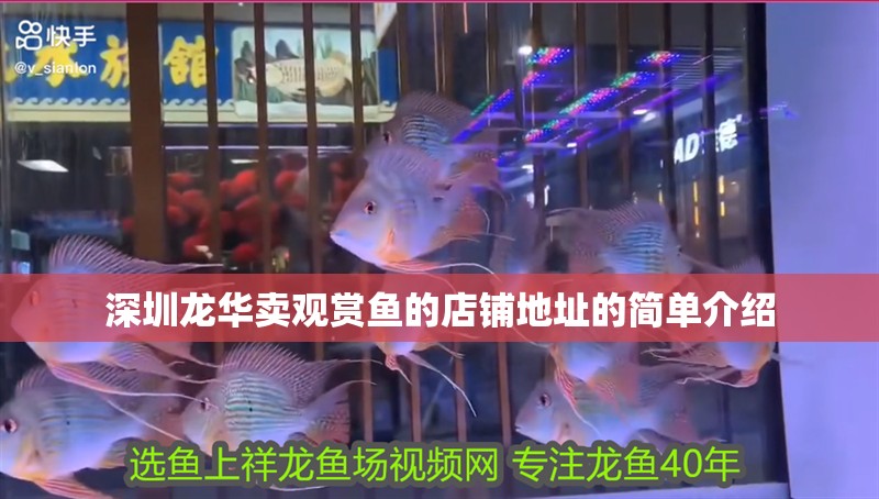 深圳龍華賣觀賞魚的店鋪地址的簡單介紹