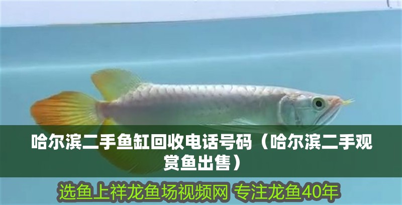 哈爾濱二手魚缸回收電話號碼（哈爾濱二手觀賞魚出售）