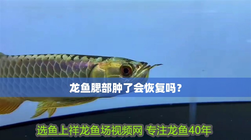 龍魚腮部腫了會恢復(fù)嗎？