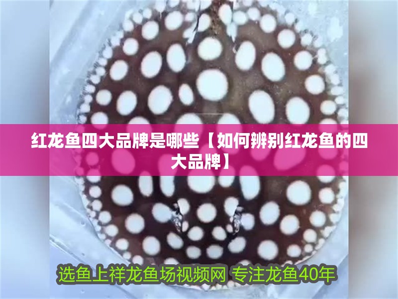 紅龍魚四大品牌是哪些【如何辨別紅龍魚的四大品牌】