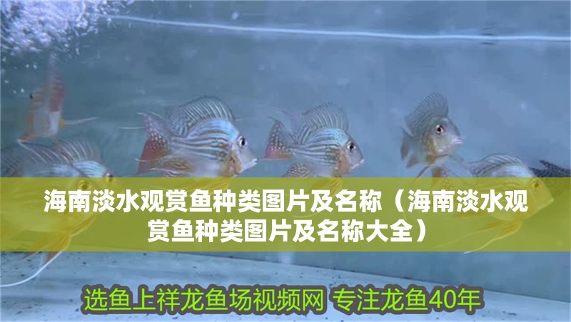 海南淡水觀賞魚種類圖片及名稱（海南淡水觀賞魚種類圖片及名稱大全）