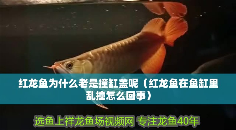 紅龍魚為什么老是撞缸蓋呢（紅龍魚在魚缸里亂撞怎么回事）