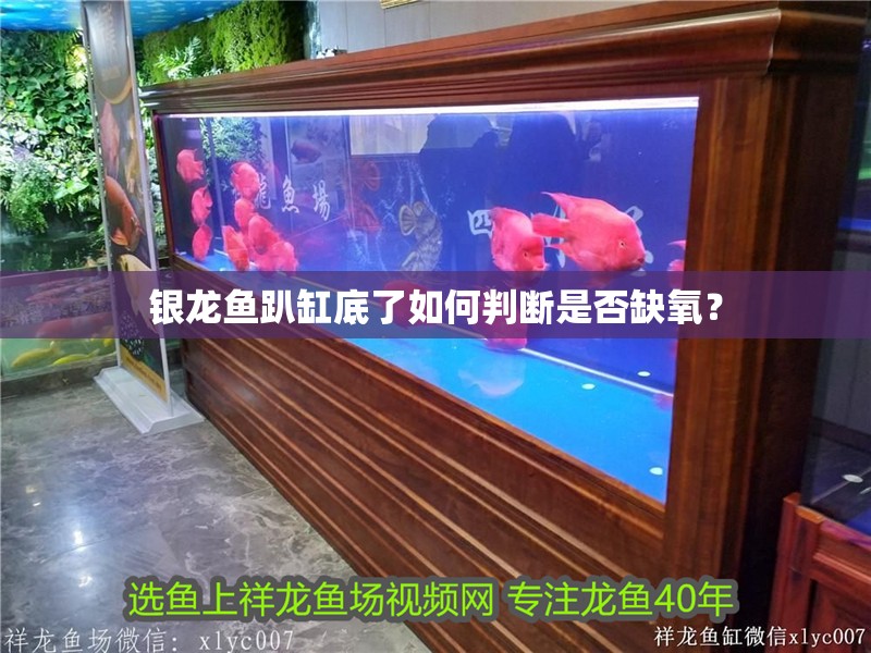 銀龍魚(yú)趴缸底了如何判斷是否缺氧？