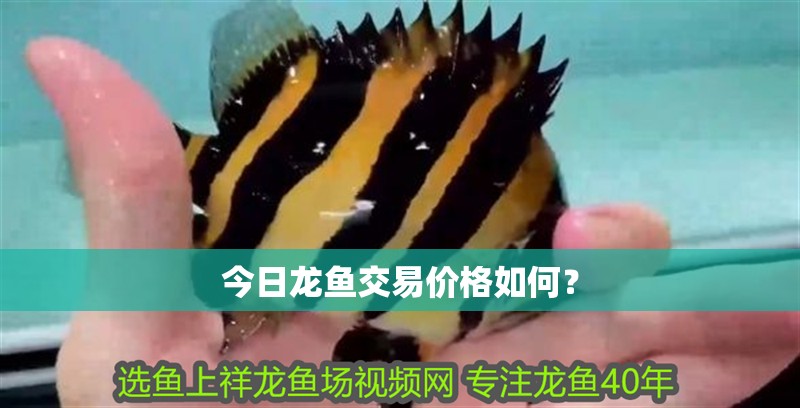今日龍魚交易價格如何？