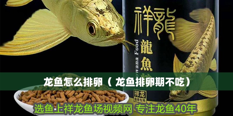 龍魚怎么排卵（ 龍魚排卵期不吃） 龍魚怎么排卵（ 龍魚排卵期不吃） 觀賞魚百科