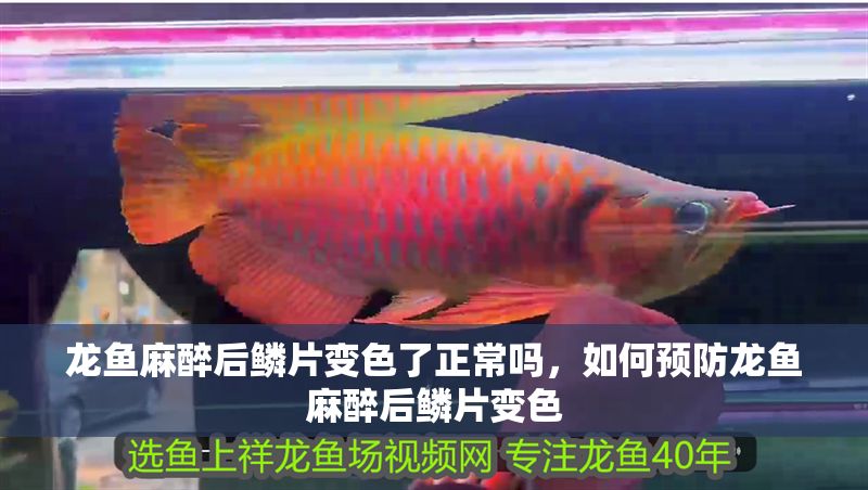 龍魚麻醉后鱗片變色了正常嗎，如何預防龍魚麻醉后鱗片變色