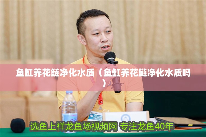 魚缸養花鰱凈化水質（魚缸養花鰱凈化水質嗎）