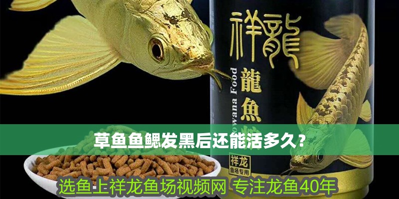 草魚魚鰓發(fā)黑后還能活多久？