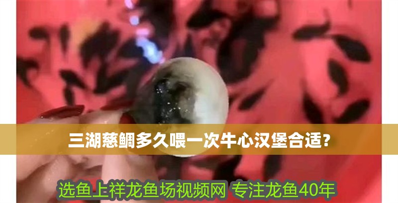 三湖慈鯛多久喂一次牛心漢堡合適？