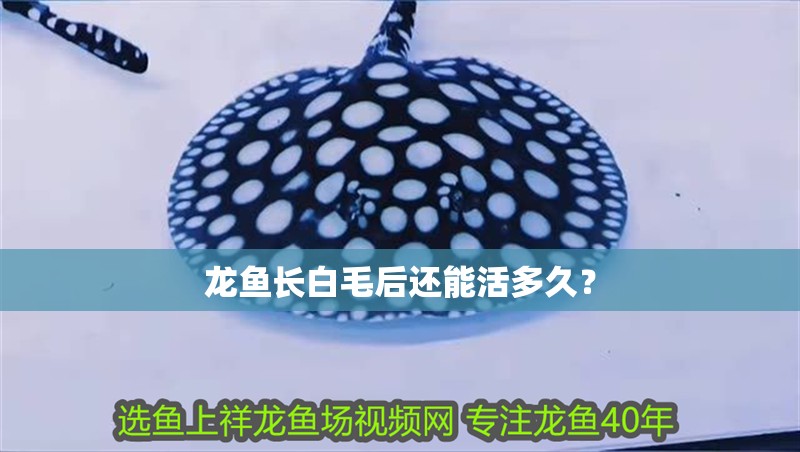 龍魚長白毛后還能活多久？ 龍魚長白毛后還能活多久？ 龍魚百科