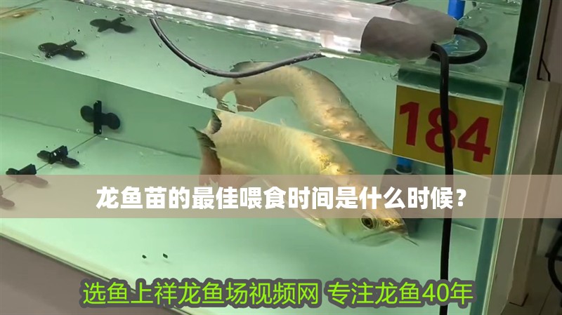 龍魚苗的最佳喂食時間是什么時候？