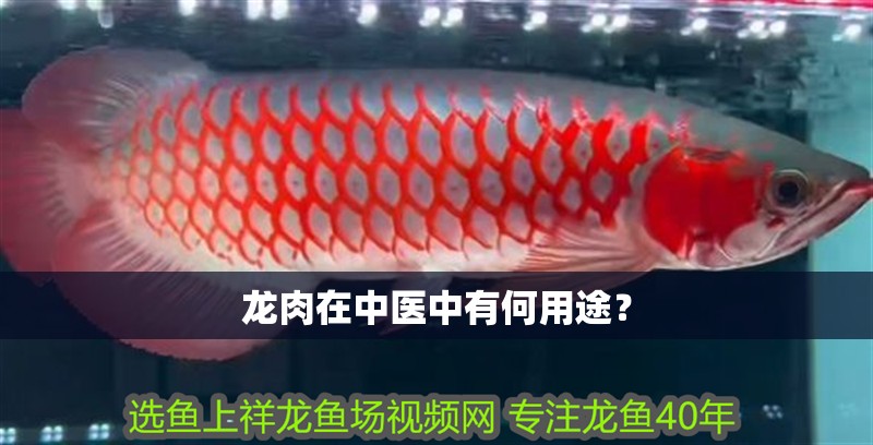 龍肉在中醫中有何用途？