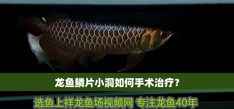 龍魚鱗片小洞如何手術治療？ 龍魚鱗片小洞如何手術治療？ 龍魚百科