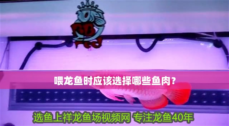 喂龍魚時應該選擇哪些魚肉？ 喂龍魚時應該選擇哪些魚肉？ 龍魚百科