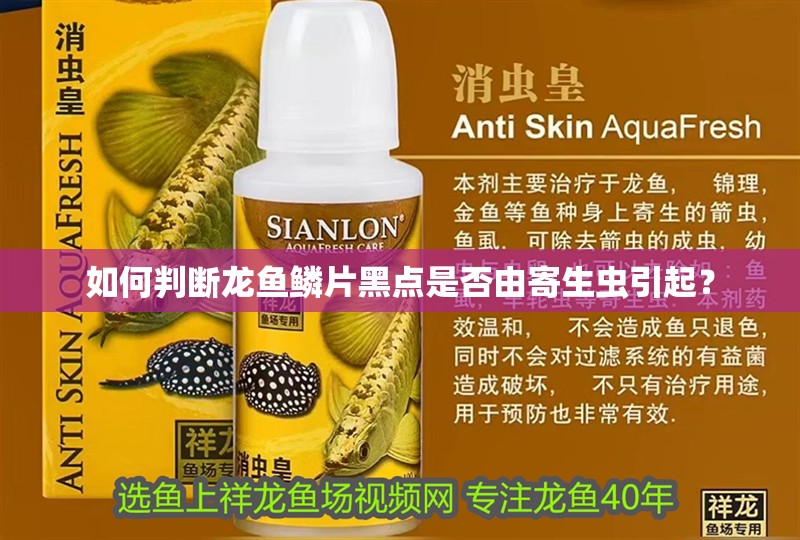 如何判斷龍魚鱗片黑點是否由寄生蟲引起？