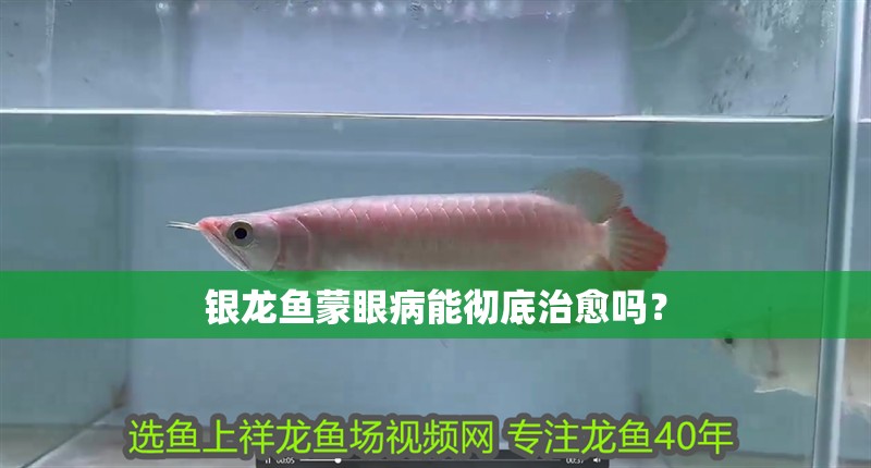 銀龍魚蒙眼病能徹底治愈嗎？