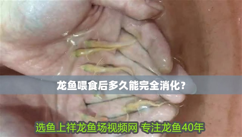 龍魚喂食后多久能完全消化？ 龍魚喂食后多久能完全消化？ 龍魚百科